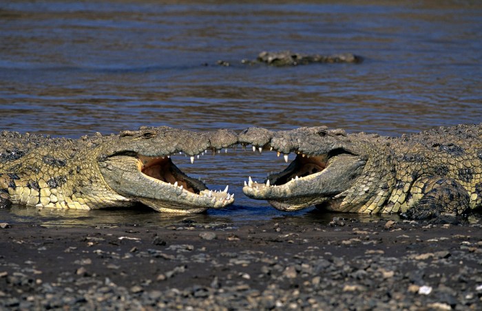 find the two crocs