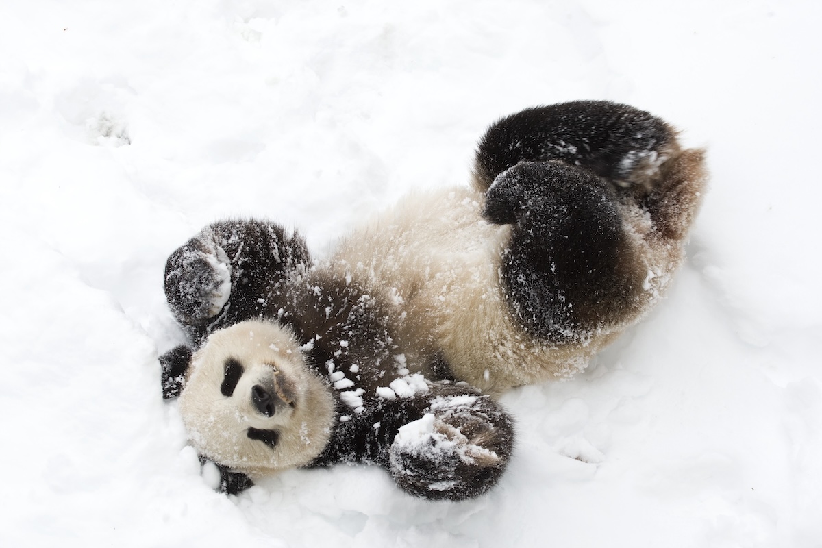 Giant panda snow
