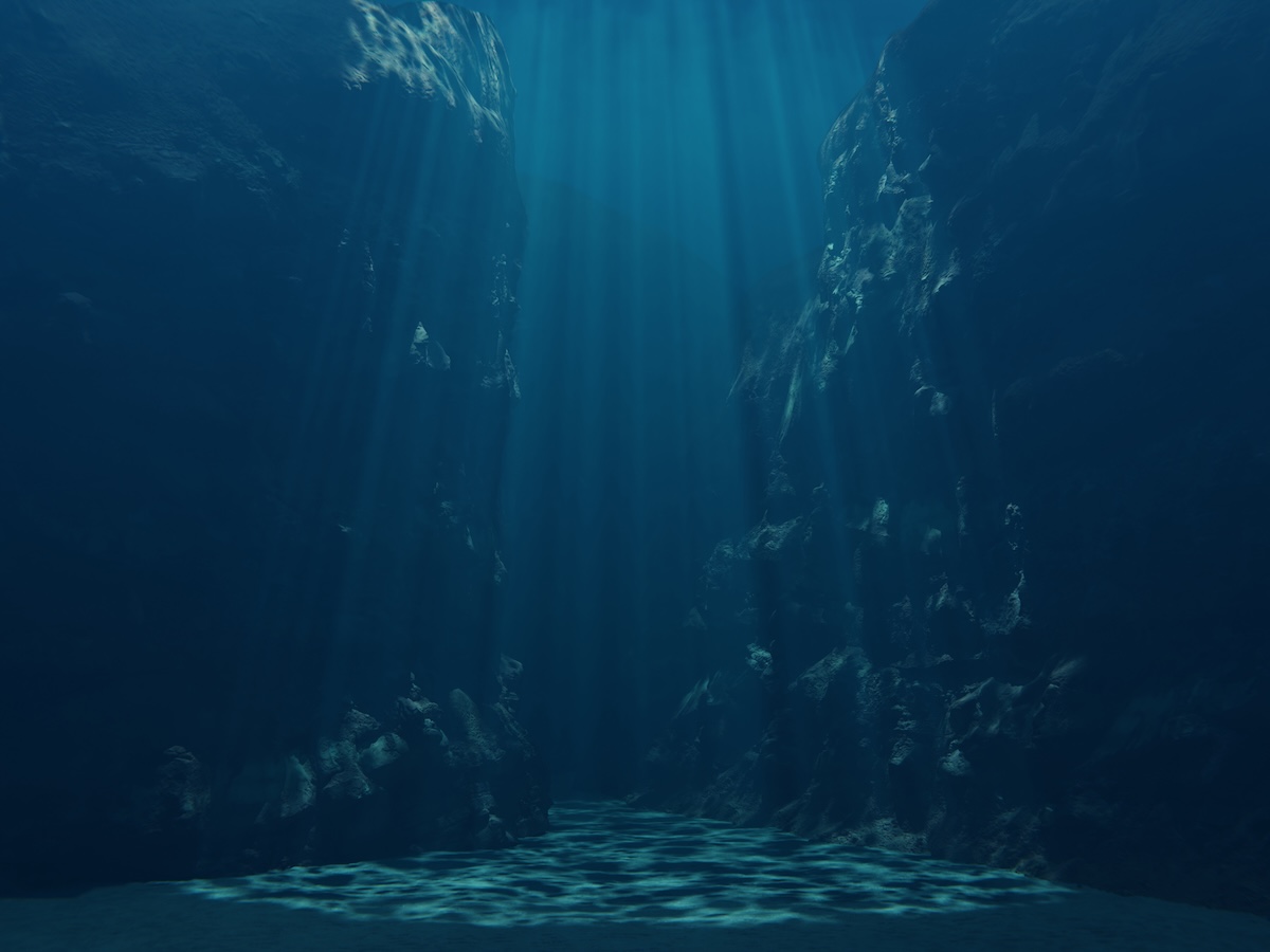 Researchers Spot Rare Seven-Armed Creature (Video)