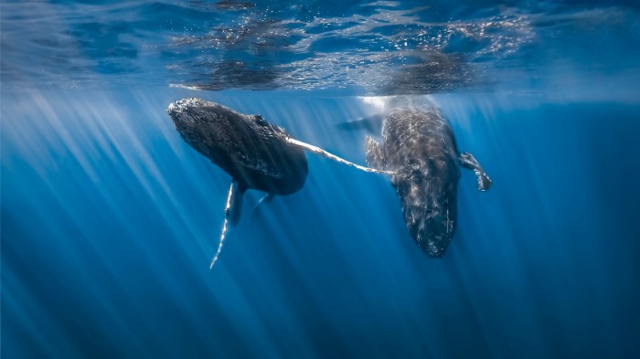 Humpback Whale diver