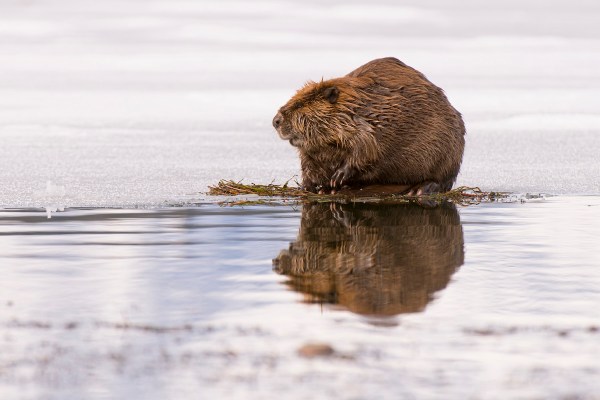 surfing beaver winter
