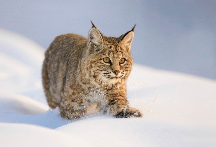 bobcat bunny