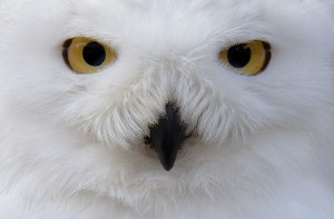 Snowy Owl video