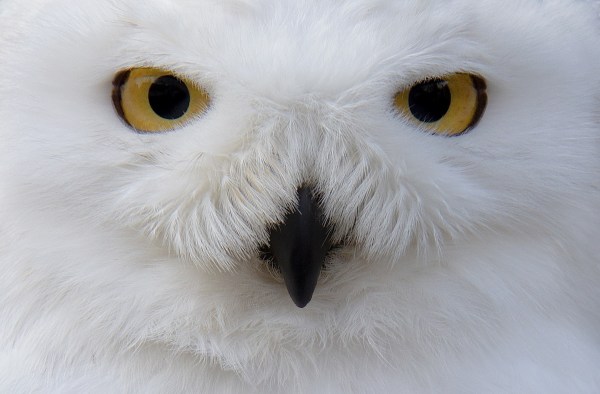 Snowy Owl video