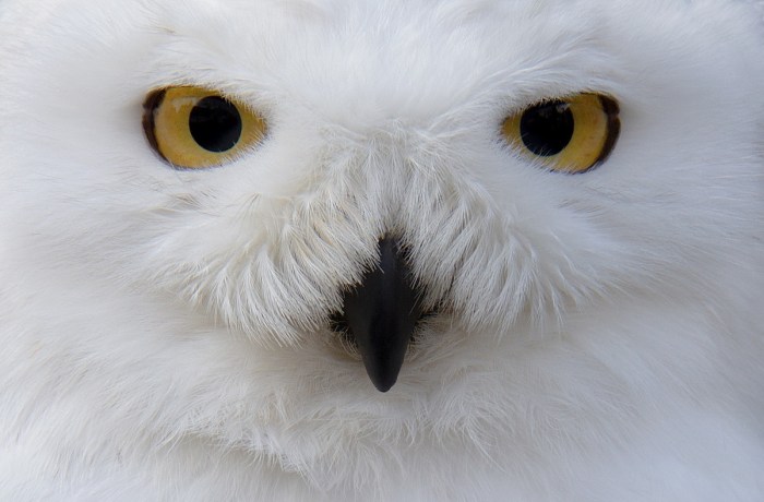 Snowy Owl video