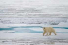 Polar bears adapting