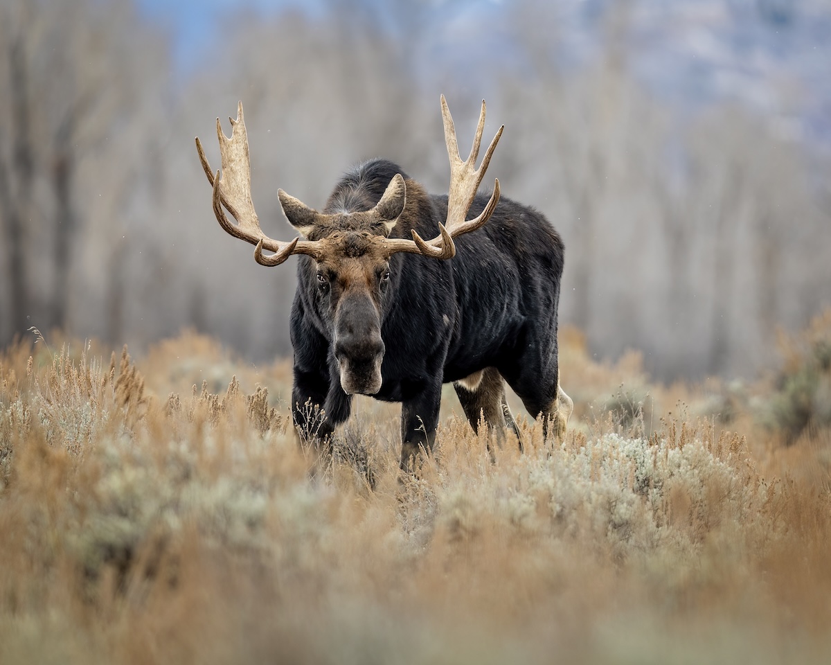 moose hikers banff