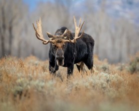 moose hikers banff