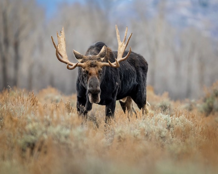 moose hikers banff