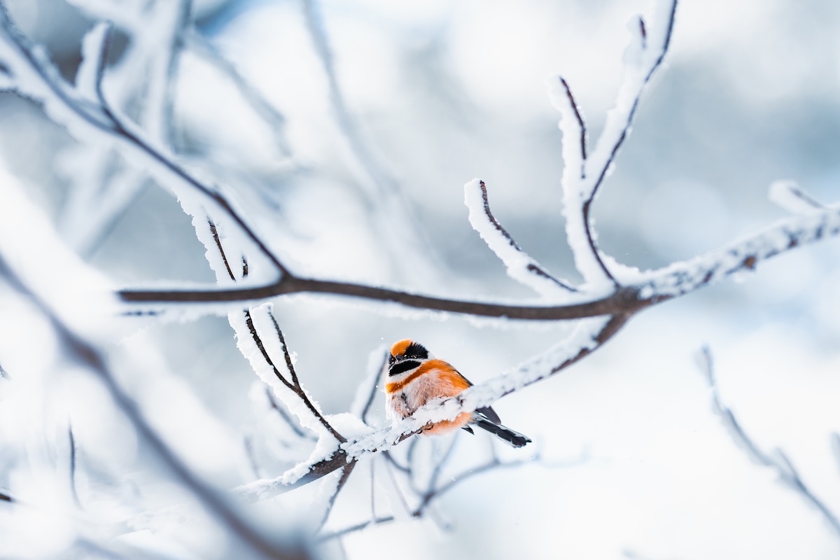 christmas bird count