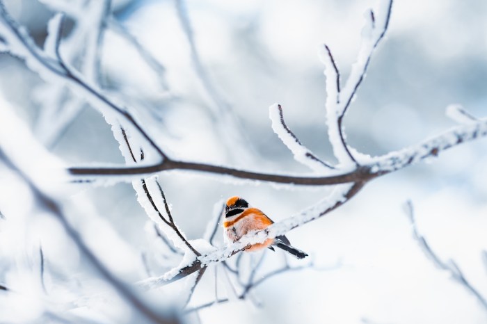 christmas bird count