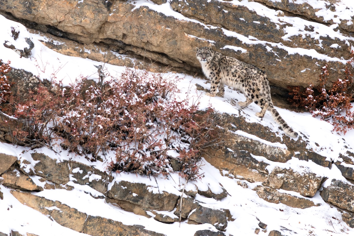 find the snow leopard
