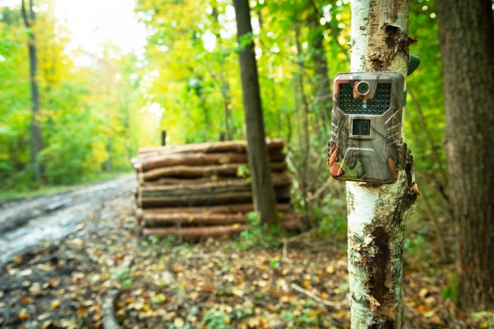 two-legged bear trail cam