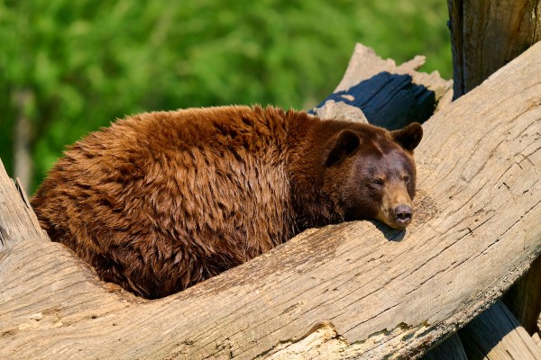 bear campground california