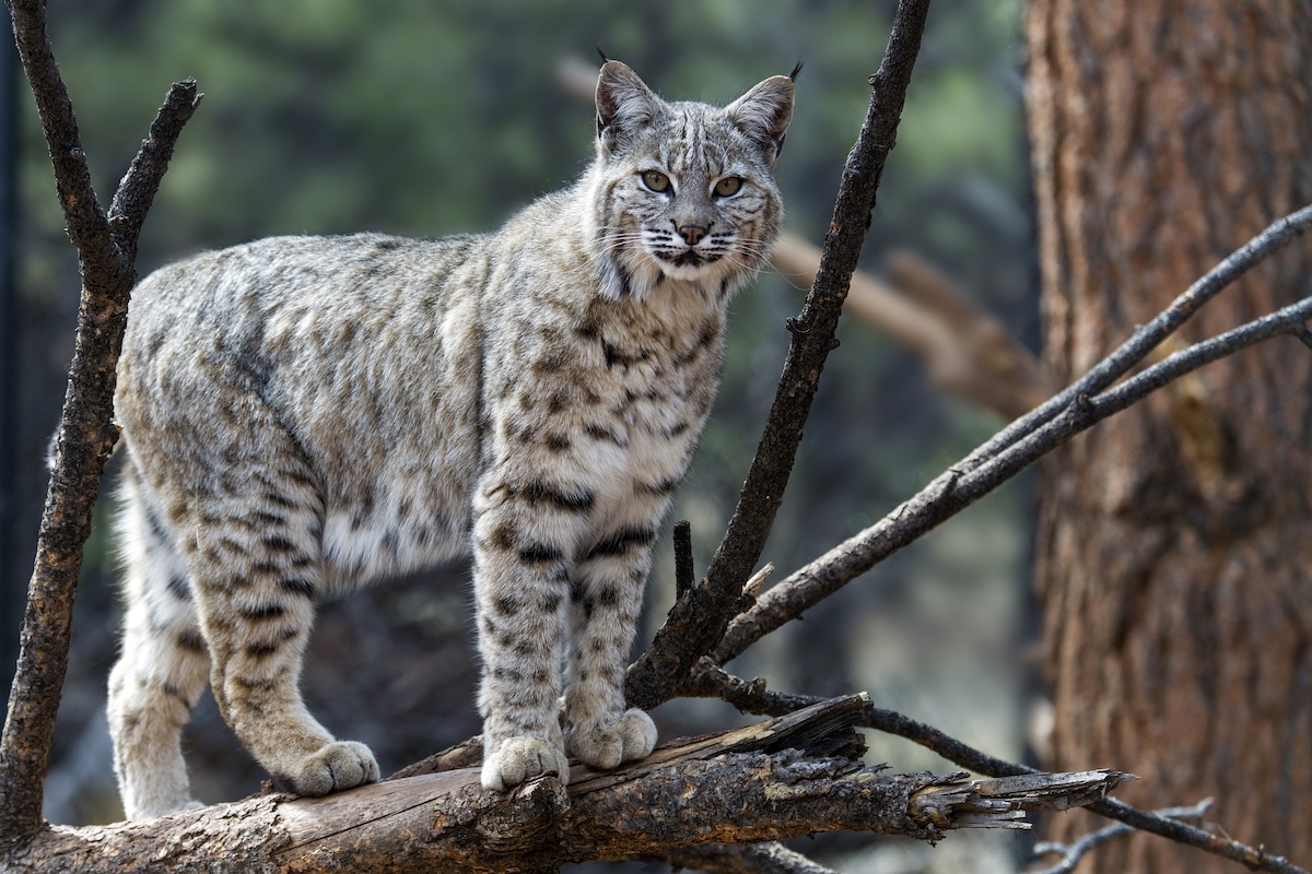 Bobcats tree squirrel