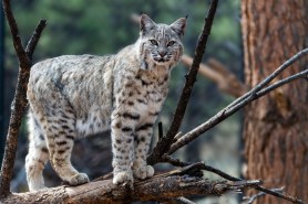 Bobcats tree squirrel