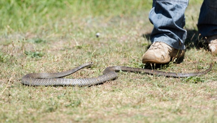 deadly snake hiker's shoe