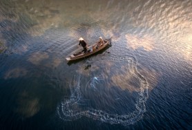 rare baby whale shark
