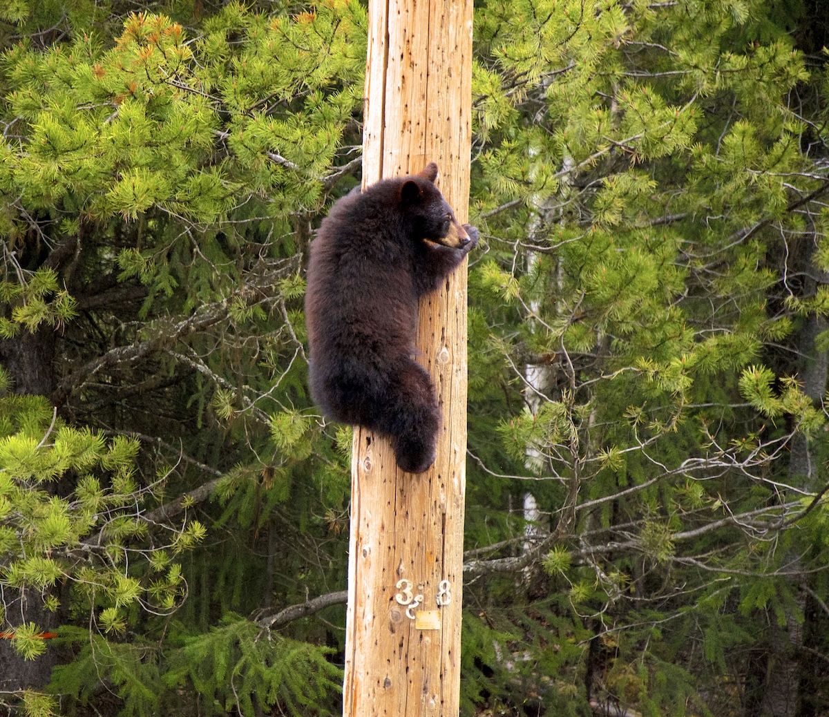 bear utility pole