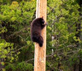 bear utility pole