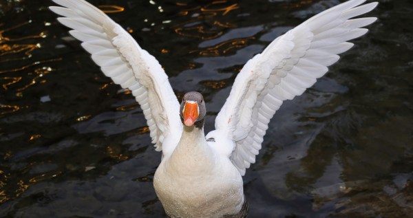 Goose Continuously Shows Up At Family's Door