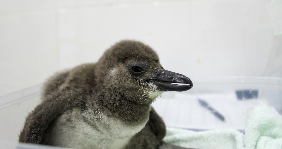 Maryland Zoo Celebrates Birth Of African Penguin Chicks