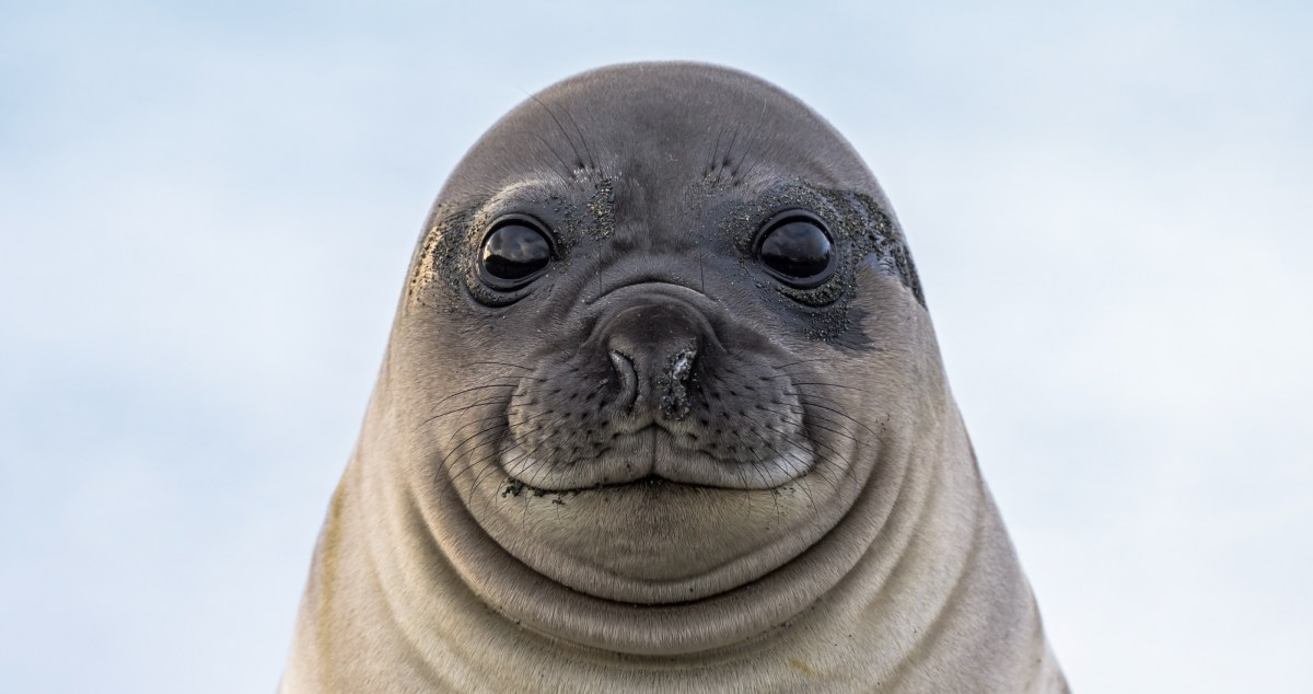New Zealand Bar Gets A Surprise Visitor: A Seal