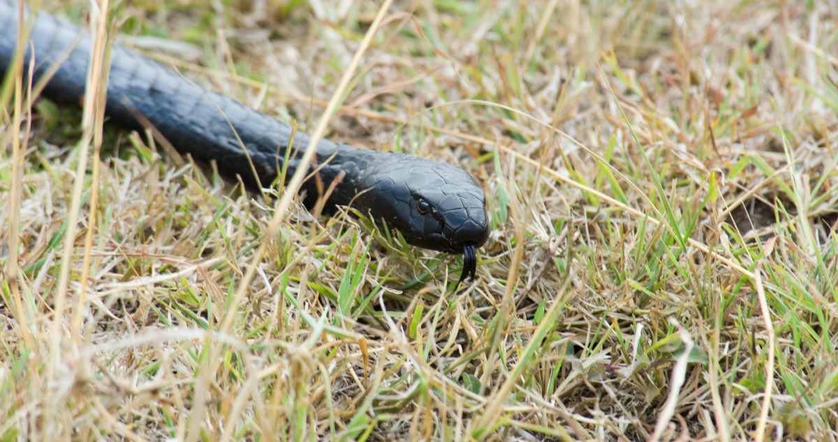 People On High Alert After Finding Extremely Venomous Snake At Surprising Location