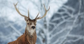Runaway Reindeer Leads To Entire Police Operation