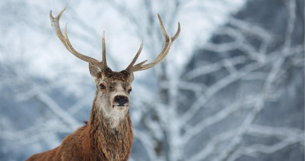 Runaway Reindeer Leads To Entire Police Operation