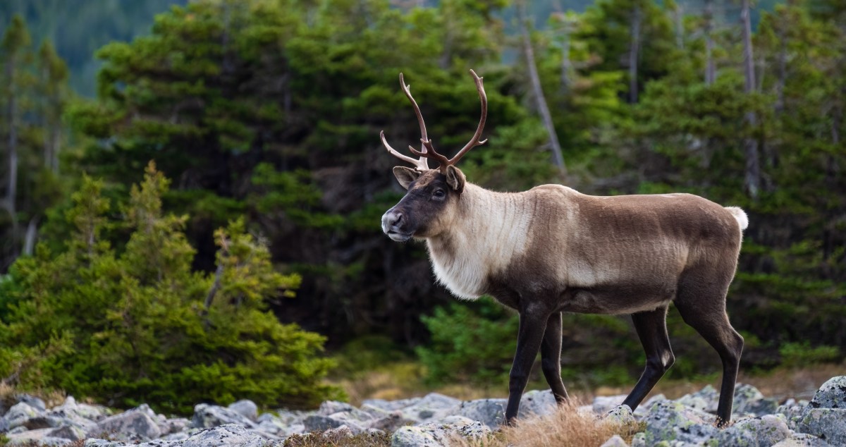Runaway Reindeer Leads To Entire Police Operation