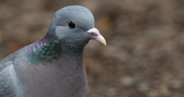 Woman Finds Pigeon On Her Doorstep And Learns Something Interesting