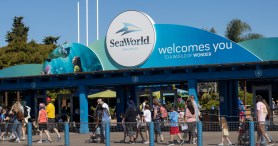 Woman Is Suing SeaWorld After Being Struck In The Face By A Bird