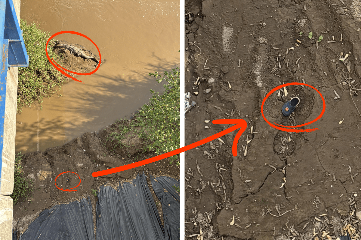 find the two crocs answer