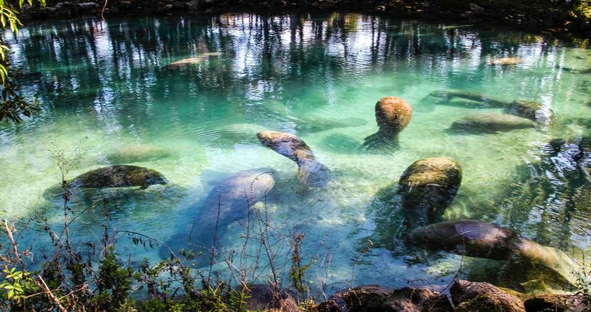 2025 Had A Record Number Of Rehabilitated Manatees Returned To The Wild