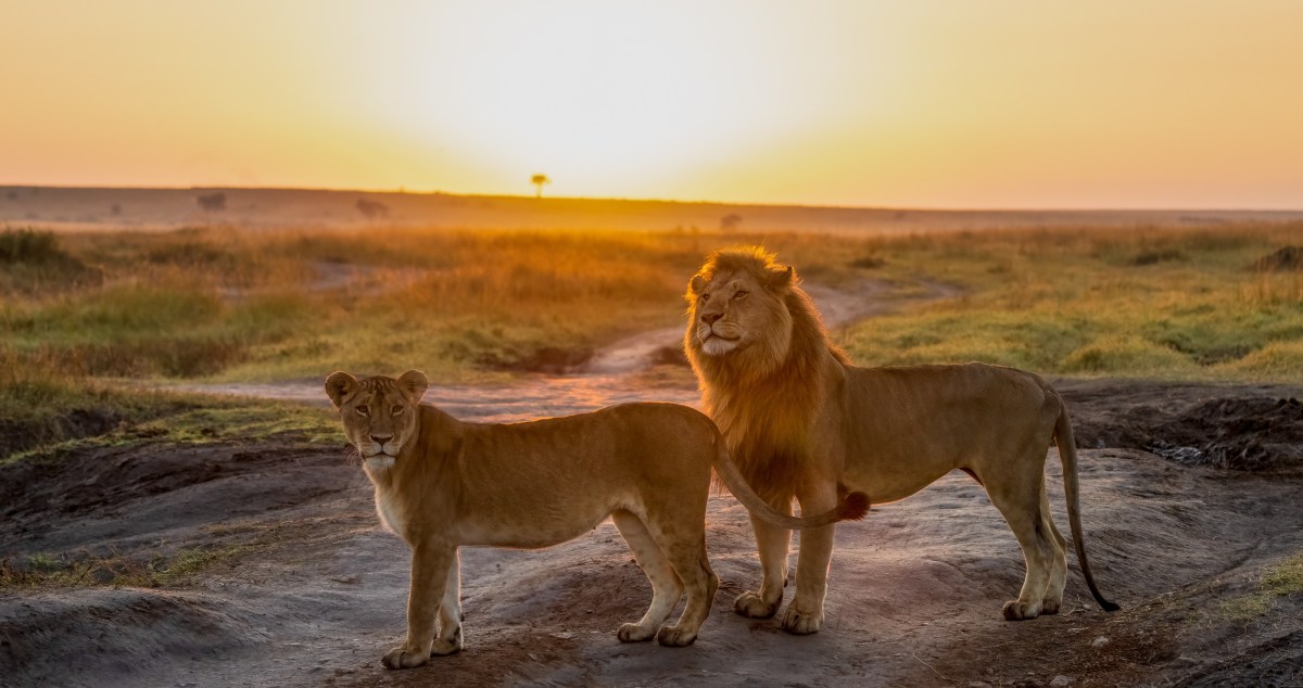 History Is Made After 3 Rescue Lions Are Moved From Hondurous To The U.S.