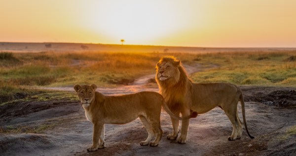 3 rescue lions moved to US