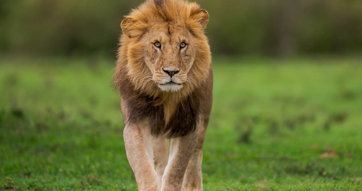 3 rescue lions moved to US
