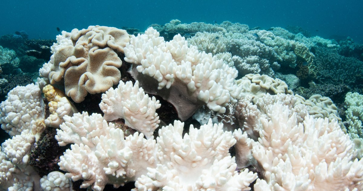 Attempt To Clean Up Shipping Market Lead To Further Coral Bleaching Of Great Barrier Reef
