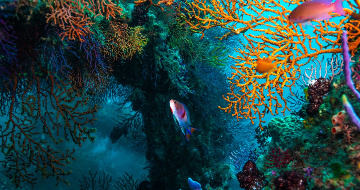 Attempt To Clean Up Shipping Market Lead To Further Coral Bleaching Of Great Barrier Reef