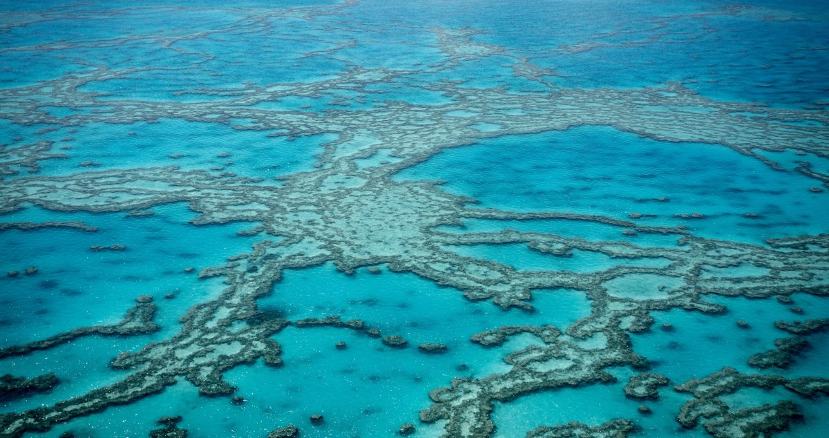 Attempt To Clean Up Shipping Market Lead To Further Coral Bleaching Of Great Barrier Reef