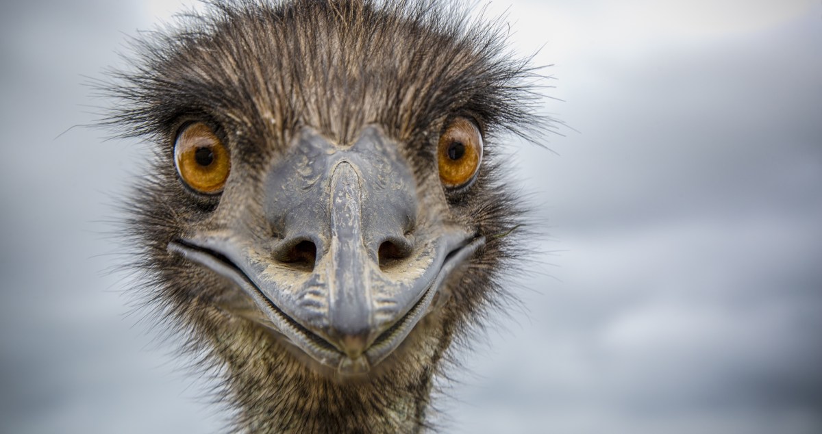 Clingy Emu Is Hilariously Close With Her Dad