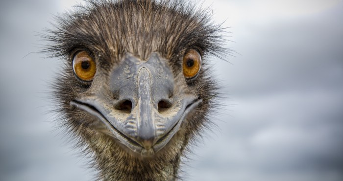 Clingy Emu Is Hilariously Close With Her Dad