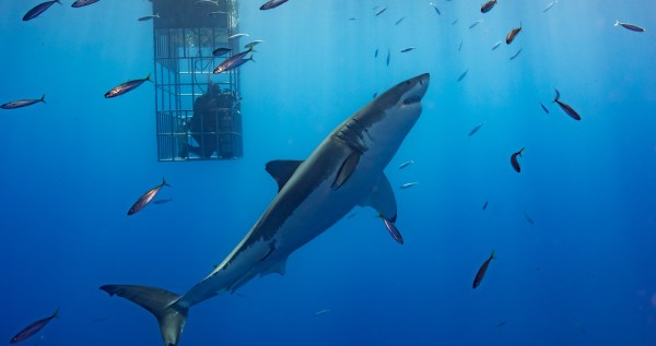 Couple On A Mission To Teach Kids About Sharks Names Shark After Kelly Clarkson