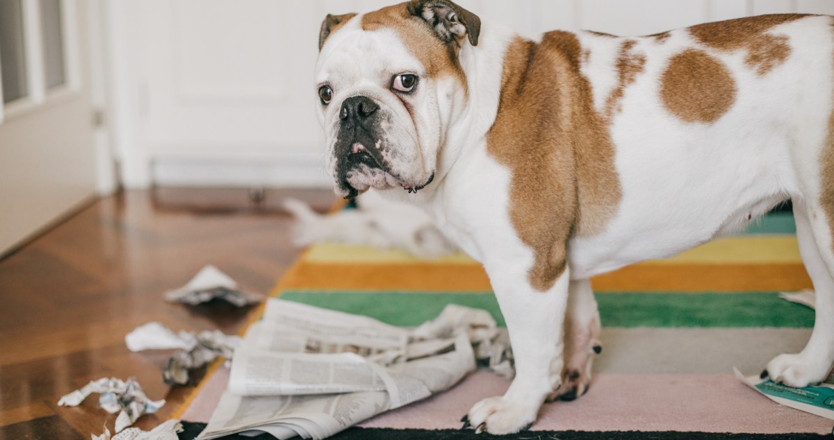Dog Nearly Burns House Down After Chewing Through Heated Glove