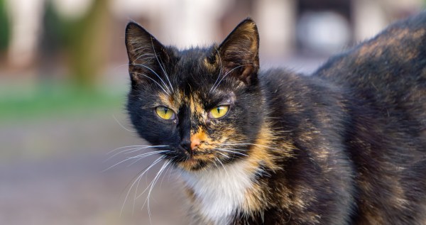Flossie Celebrates Another Birthday And Takes Title Of Oldest Living Cat