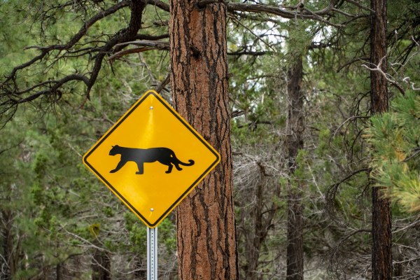 mountain lion attack human hiker colorado