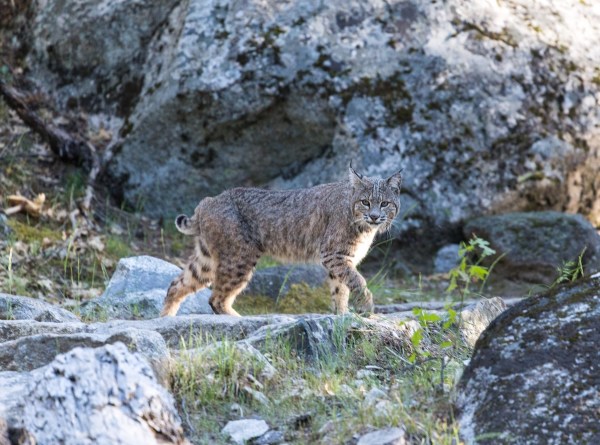 bobcat Yosemite