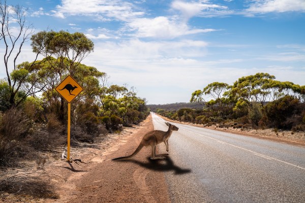 kangaroo road