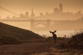 deer Golden Gate Bridge